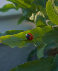 Ladybug Pin