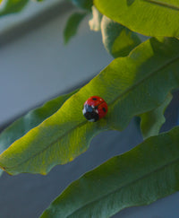 Ladybug Pin