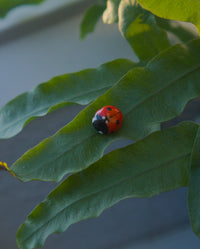 Ladybug Pin