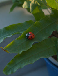 Ladybug Pin