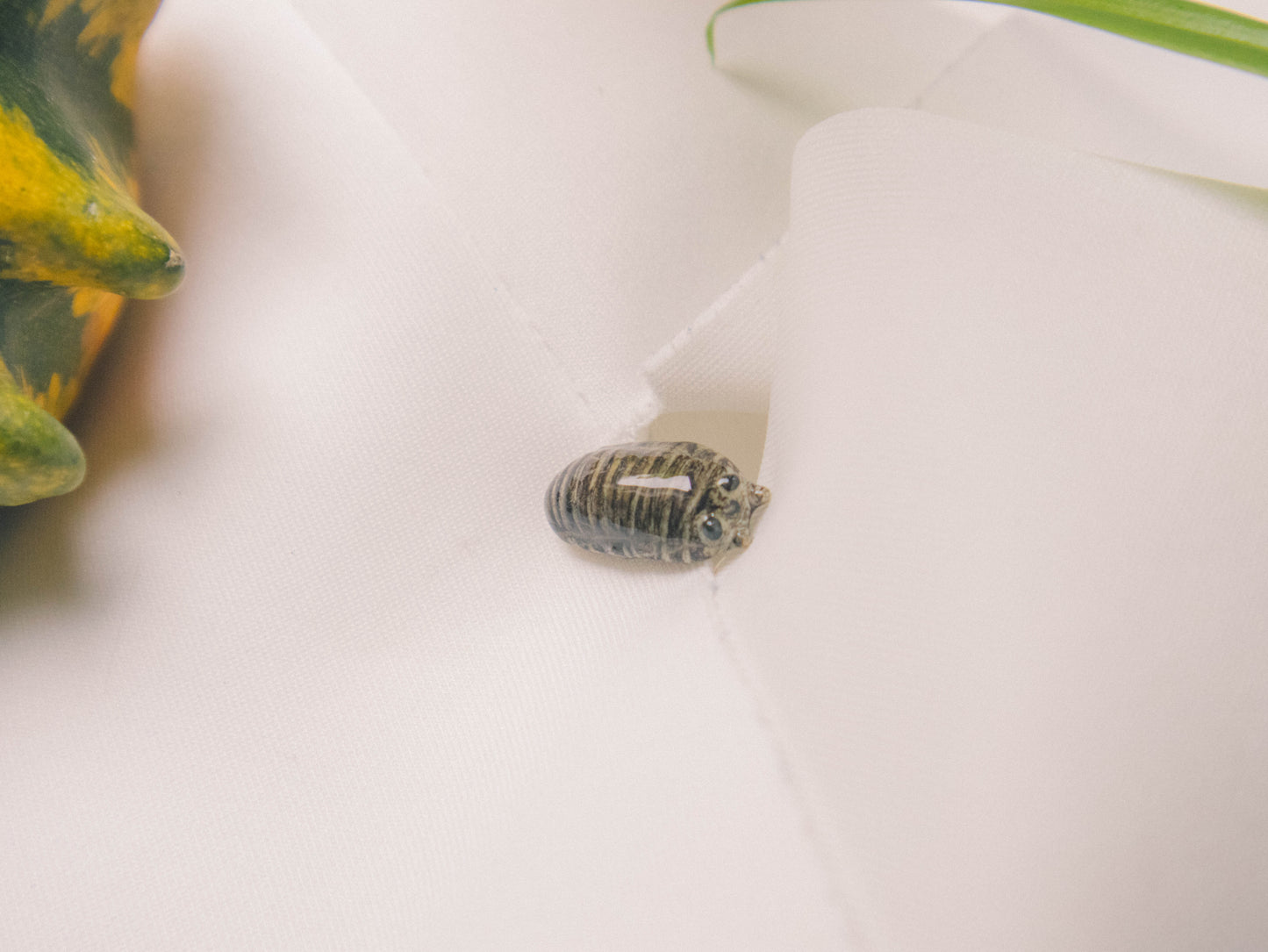 Roly Poly Isopod Pins
