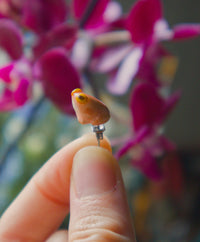 Tiny Toad Stud Earring