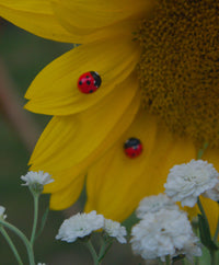 Tiny Ladybug Stud Earring
