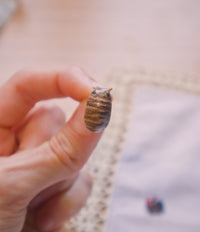 Isopod Stud Earring